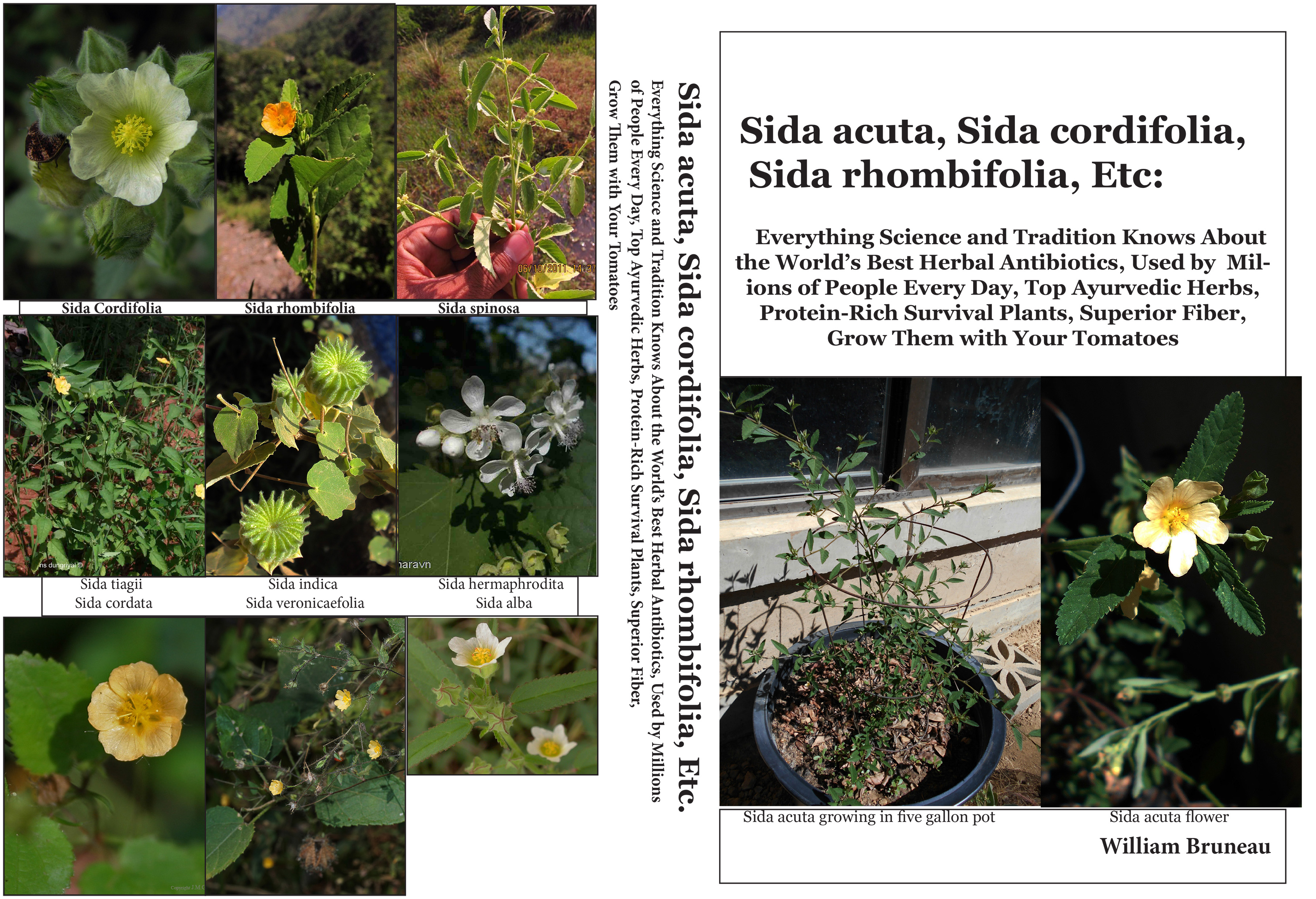 Sida acuta, Sida cordifolia, Sida rhombifolia